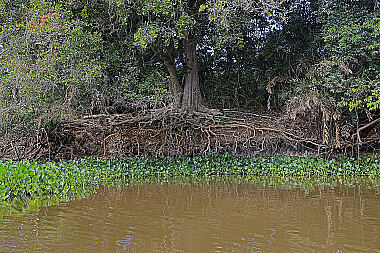 Pantanal Landschaft
