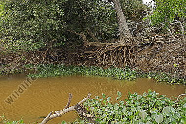 Pantanal Landschaft