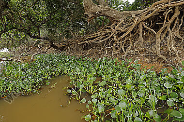 Pantanal Landschaft