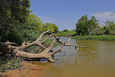 Pantanal Landschaft