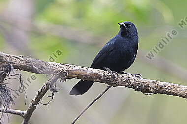 Chopi blackbird