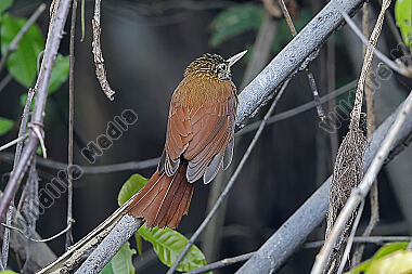 Straight-billed woodcreeper