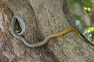 Natter Chironius laurenti