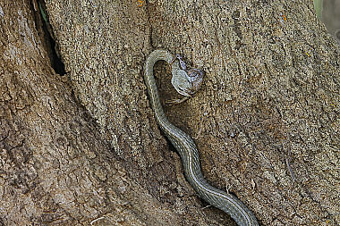 Natter Chironius laurenti