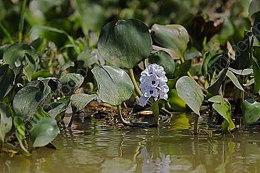 Azurblaue Wasserhyazinthe