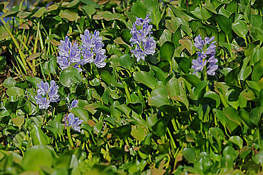 Dickstielige Wasserhyazinthe