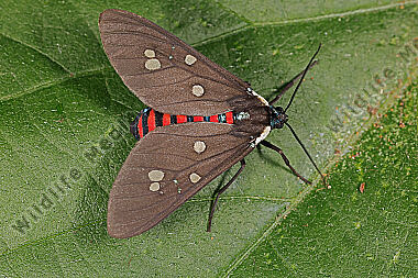 Bärenspinner Euclera rubricincta