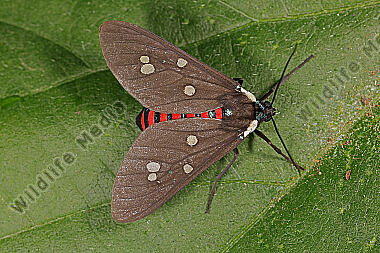Bärenspinner Euclera rubricincta