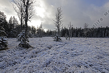 Hochmoor im Winter