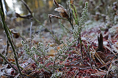 Hochmoor im Winter