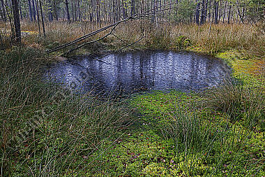 Hochmoor im Winter