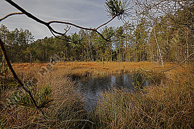 Hochmoor im Winter