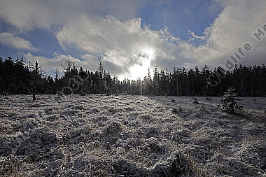 Hochmoor im Winter