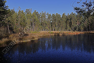 Hochmoor im Winter