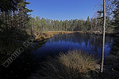 Hochmoor im Winter
