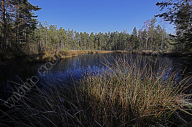 Hochmoor im Winter