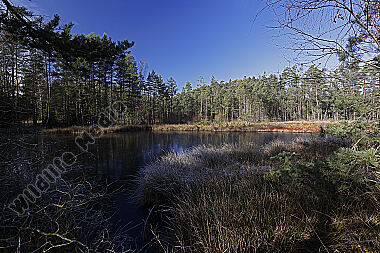 Hochmoor im Winter