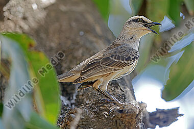 Kurzschnabel-Maskentyrann