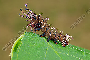 Citheronia regalis halberwachsene Raupe