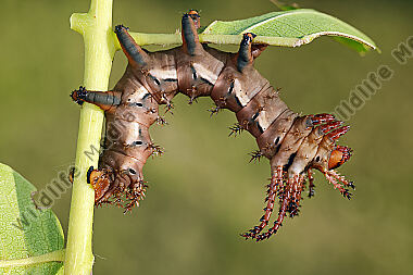 Citheronia regalis halberwachsene Raupe