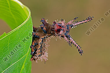 Citheronia regalis halberwachsene Raupe