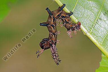 Citheronia regalis halberwachsene Raupe