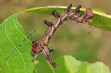 Citheronia regalis halberwachsene Raupe