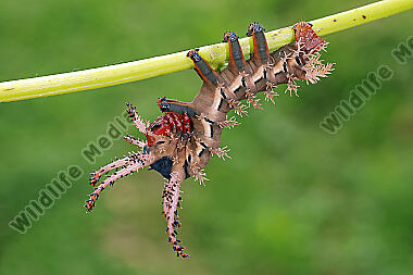 Citheronia regalis halberwachsene Raupe