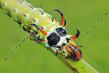Citheronia regalis Raupe