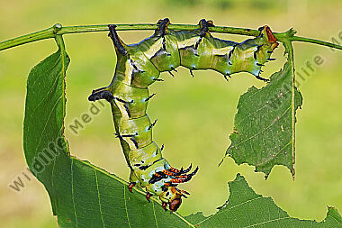 Citheronia regalis Raupe