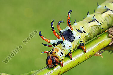 Citheronia regalis Raupe