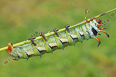 Citheronia regalis Raupe