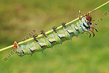 Citheronia regalis Raupe