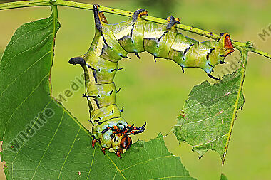 Citheronia regalis Raupe