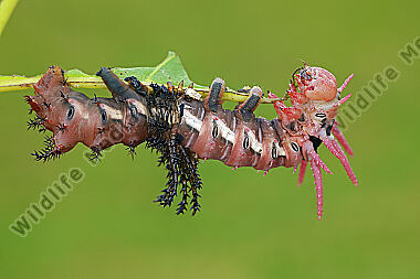 Citheronia regalis Raupenhäutung