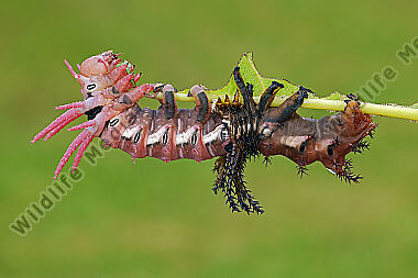 Citheronia regalis Raupenhäutung