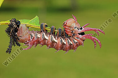 Citheronia regalis Raupenhäutung