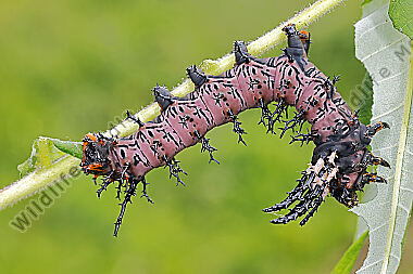 Citheronia splendens halberwachsene Raupe