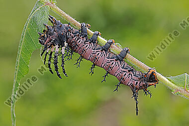 Citheronia splendens halberwachsene Raupe