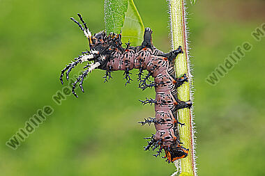 Citheronia splendens halberwachsene Raupe