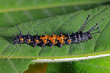 Citheronia splendens Jungraupe