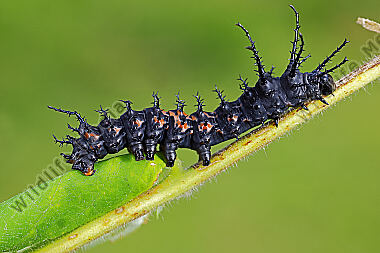 Citheronia splendens Jungraupe