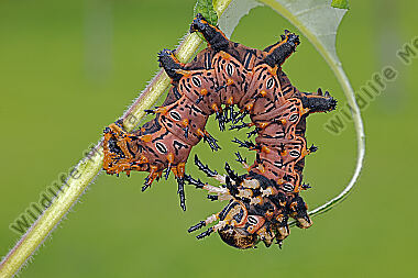 Citheronia splendens Raupe