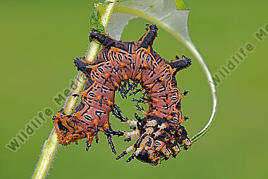 Citheronia splendens Raupe