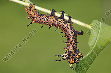 Citheronia splendens Raupe