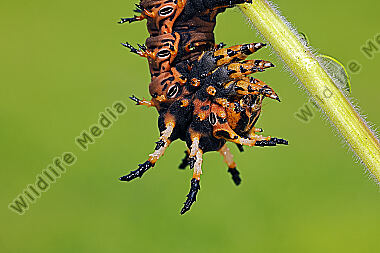 Citheronia splendens Raupe