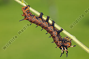 Citheronia splendens Raupe