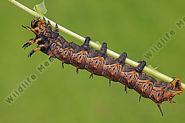 Citheronia splendens Raupe