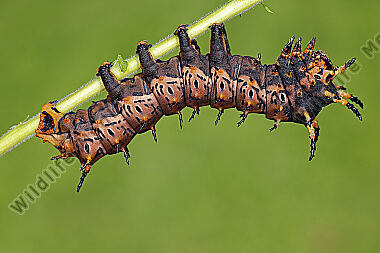 Citheronia splendens Raupe