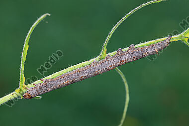 Grüne Brombeereule Raupe
